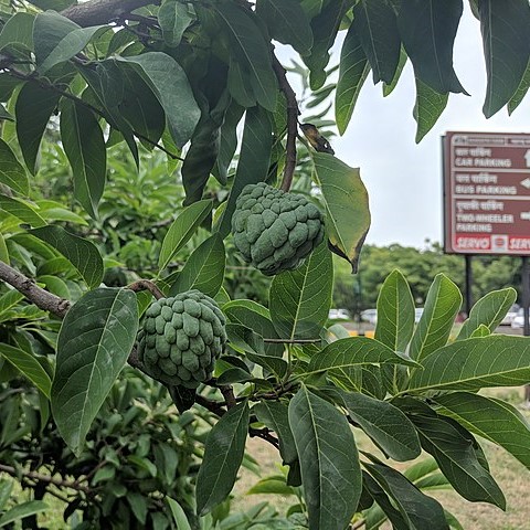 SWEETSOP/SUGAR APPLE – Hortiforum