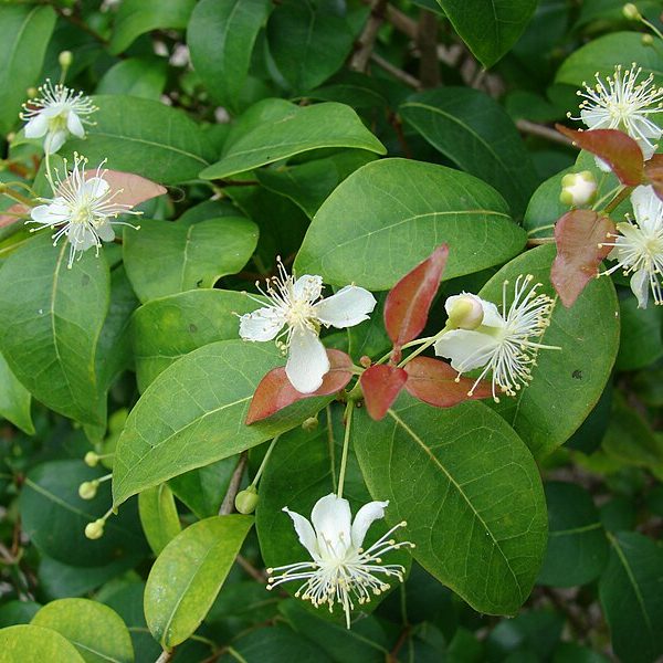 BRAZILIAN CHERRY – Hortiforum