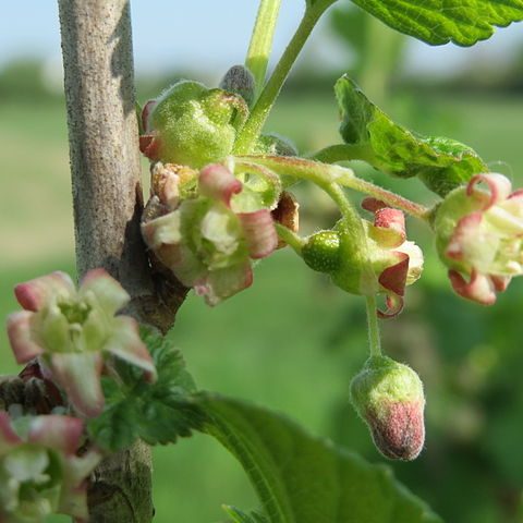GOOSEBERRY – Hortiforum